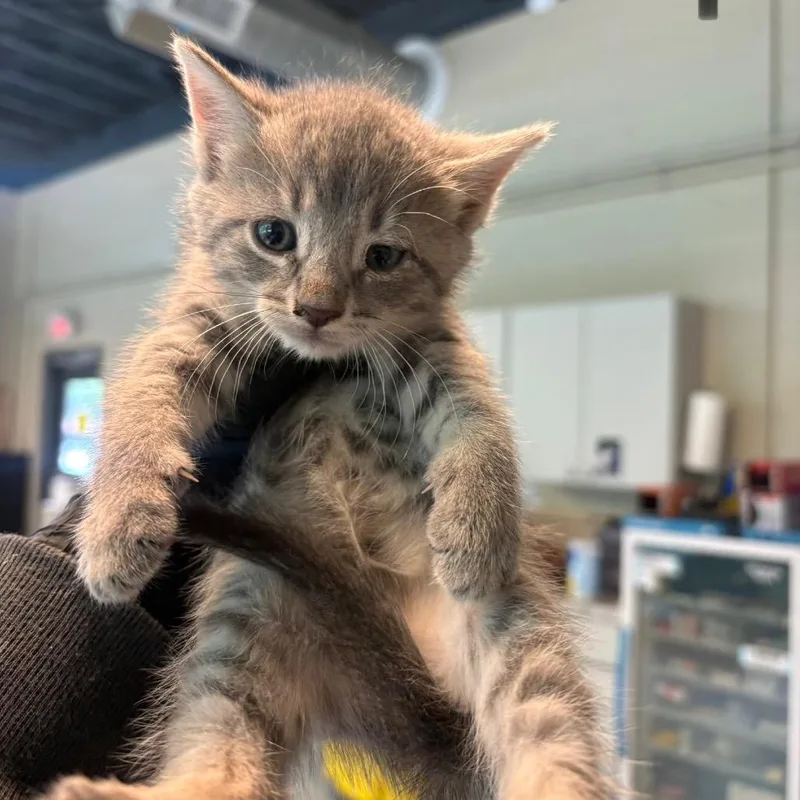 A baby small-sized female Gray / Blue / Silver Domestic Short Hair cat named Eva for adoption in Huntington, WV
