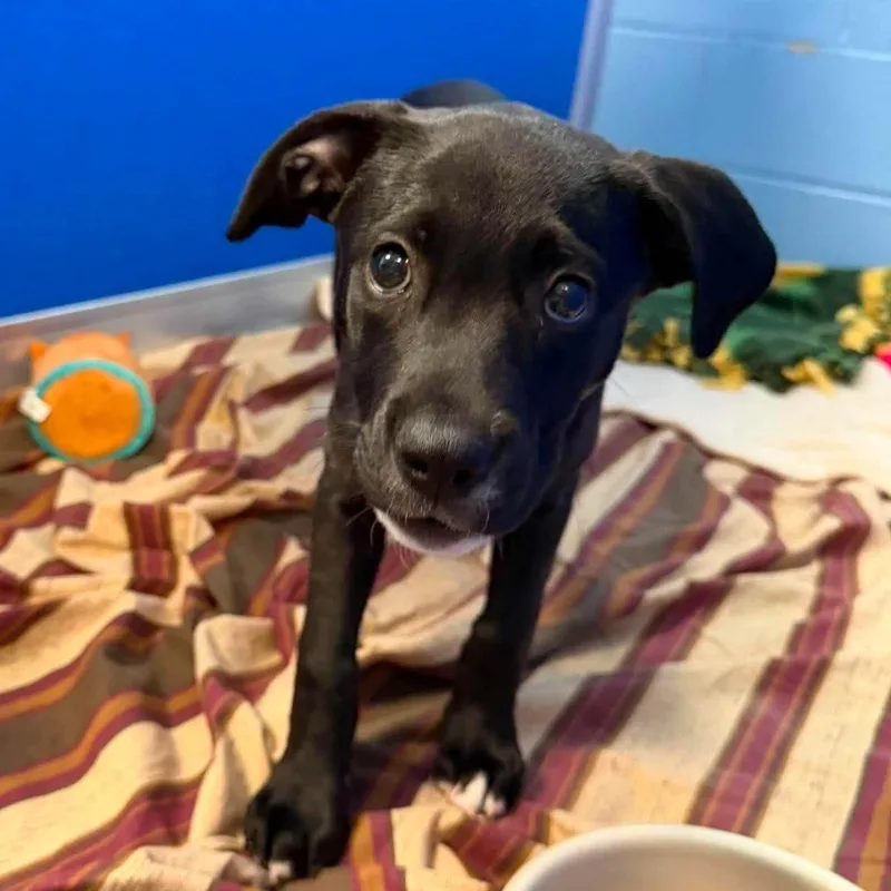 A baby small-sized male Black Mixed Breed dog named Rocky for adoption in Elyria, OH
