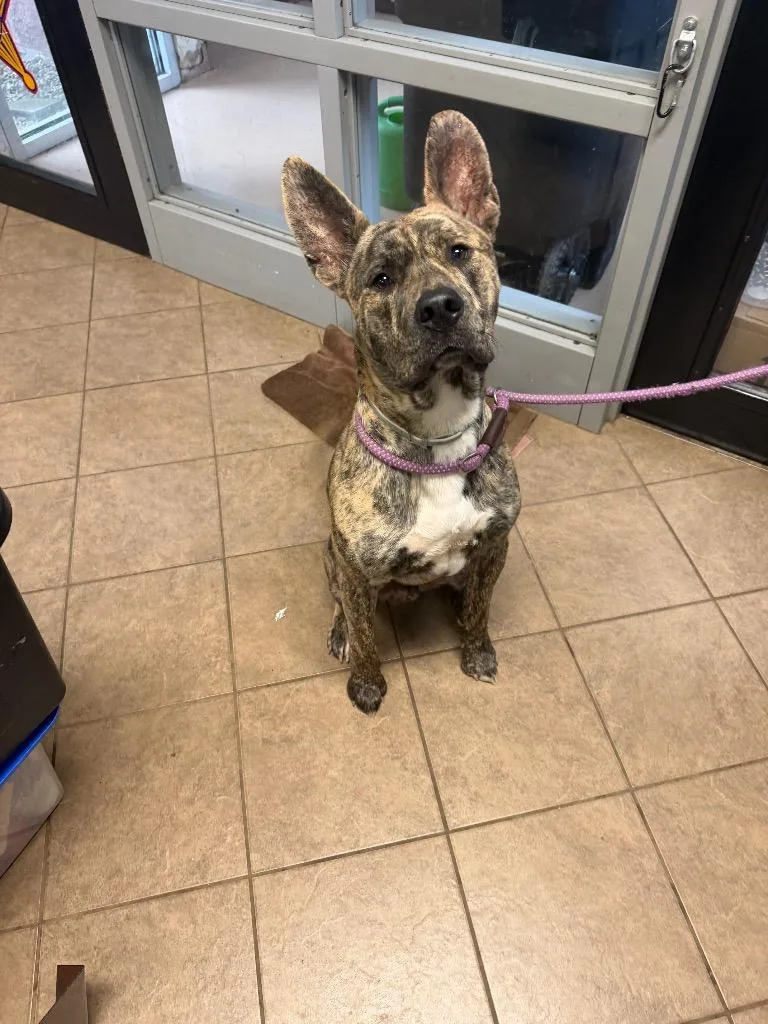 A young medium-sized male Mixed Breed dog named Radar for adoption in Marion, OH