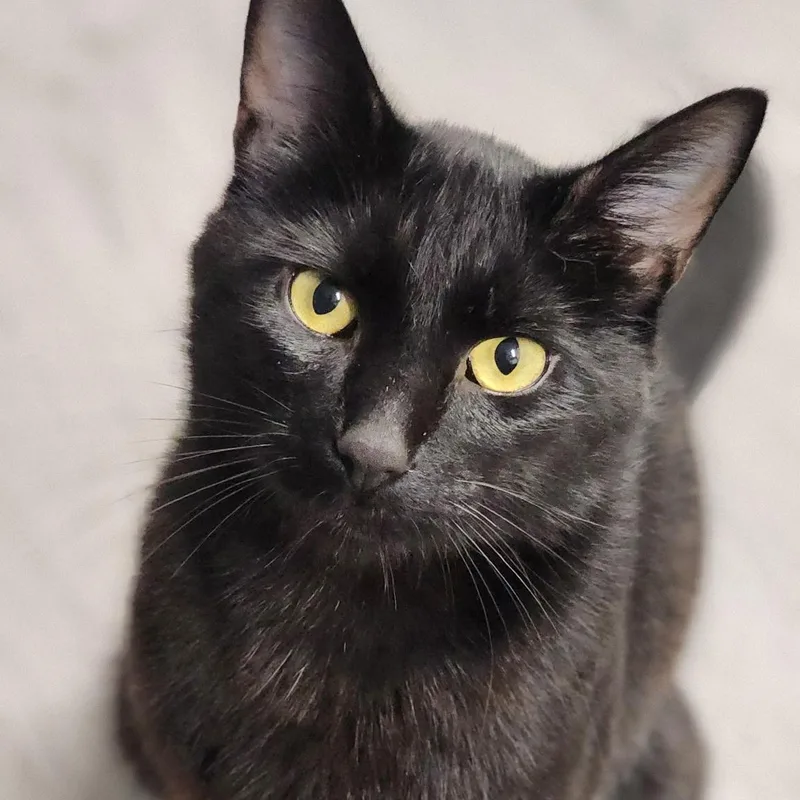 An adult medium-sized male Black Domestic Short Hair cat named Ollie for adoption in Renton , WA