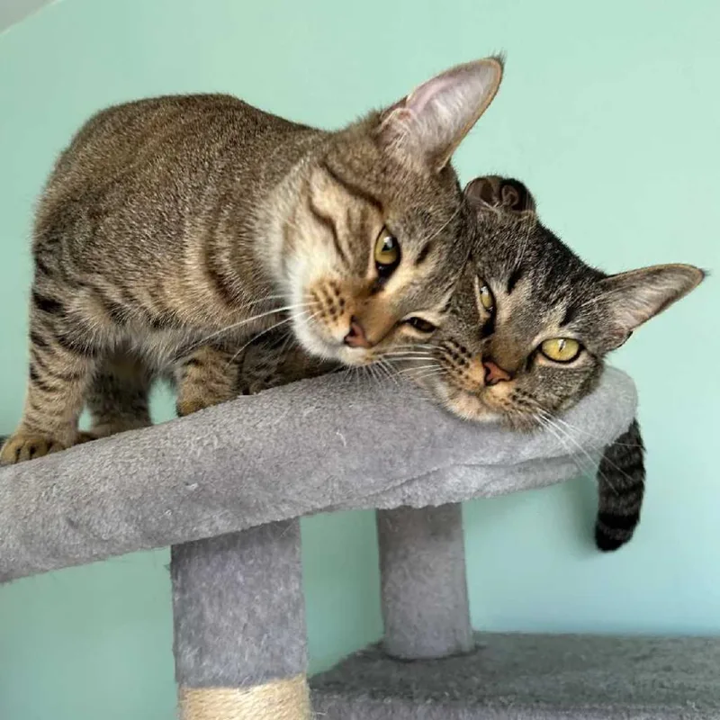 Mama Cat thumbnail 2