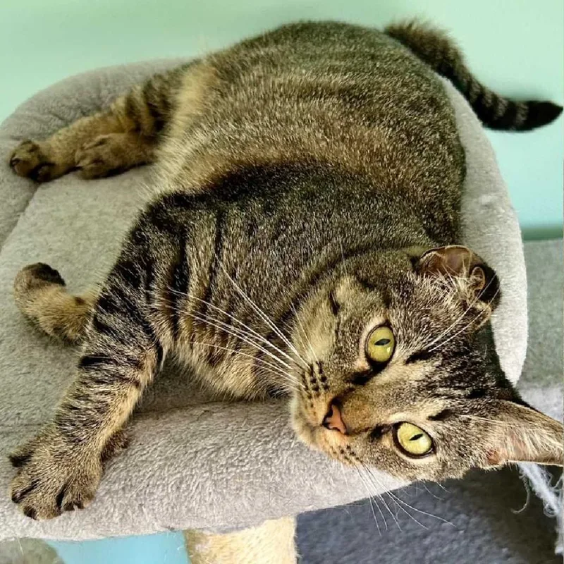 Mama Cat thumbnail 3