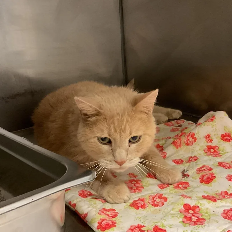 A senior large-sized male Orange / Red Domestic Short Hair cat named Sam for adoption in Monroe, LA