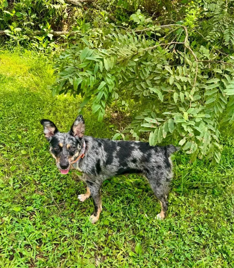 A young medium-sized female Australian Cattle Dog / Blue Heeler dog named Carolina for adoption in Blountville, TN