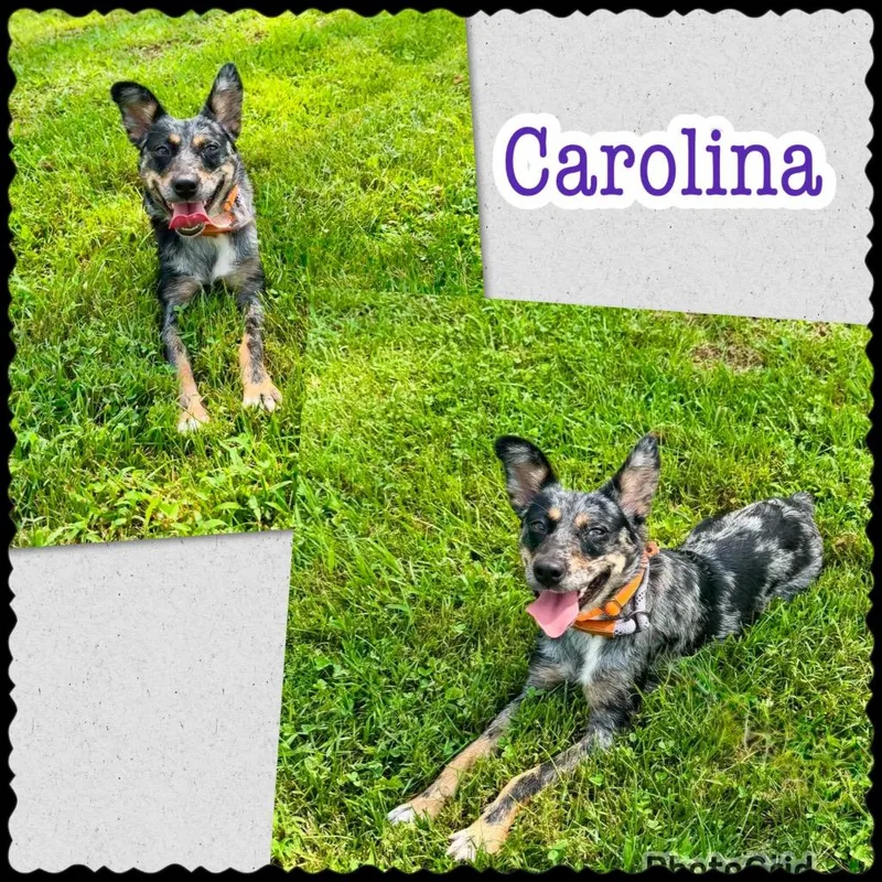 Carolina thumbnail 4