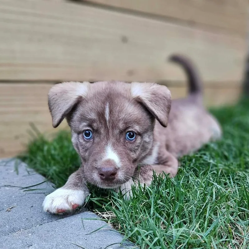A baby large-sized male Red / Chestnut / Orange Husky dog named Duncan for adoption in Griswold, CT