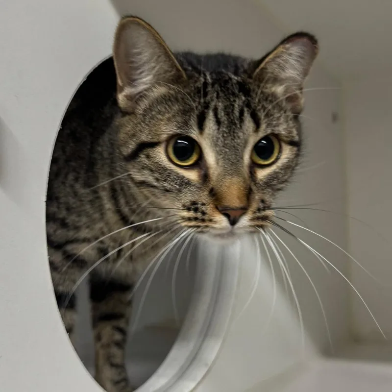 A young medium-sized female Brown / Chocolate Domestic Short Hair cat named Nerdz Gummy Cluster for adoption in Dearborn, MI