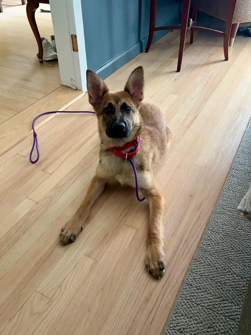 A baby medium-sized male Shepherd dog named Echo for adoption in Westwood, NJ