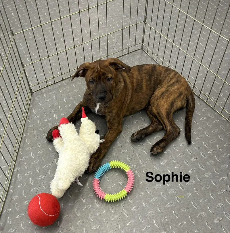 A young large-sized female Pit Bull Terrier dog named Sophie for adoption in Mobile, AL