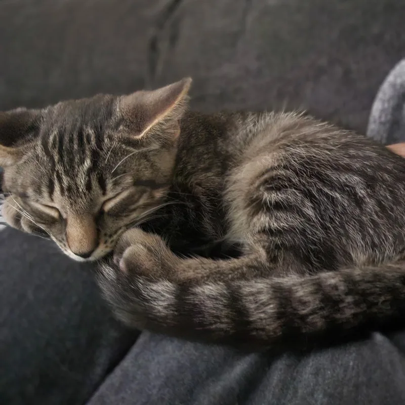 A baby medium-sized male Tabby (Brown / Chocolate) Domestic Short Hair cat named Warren for adoption in Colonia, NJ