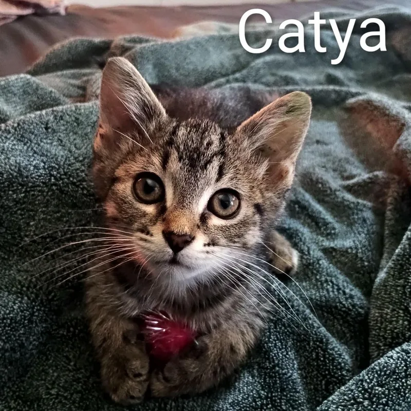 Catya thumbnail 2