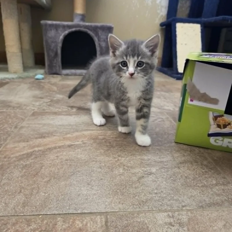 A young medium-sized male Gray & White Domestic Short Hair cat named Lancelot for adoption in Lancaster, KY