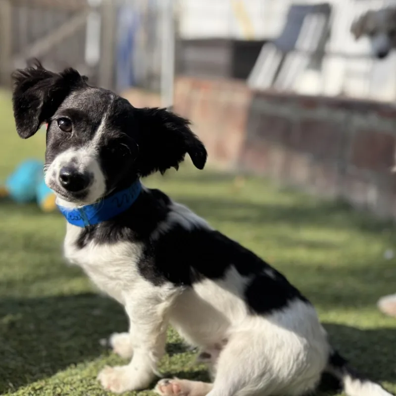 A baby small-sized male Black Spaniel dog named Michael for adoption in Beverly Hills, CA