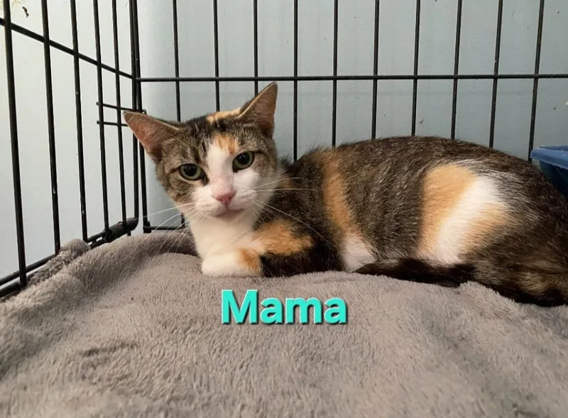 An adult medium-sized female Domestic Short Hair cat named Mama for adoption in Wabash, IN
