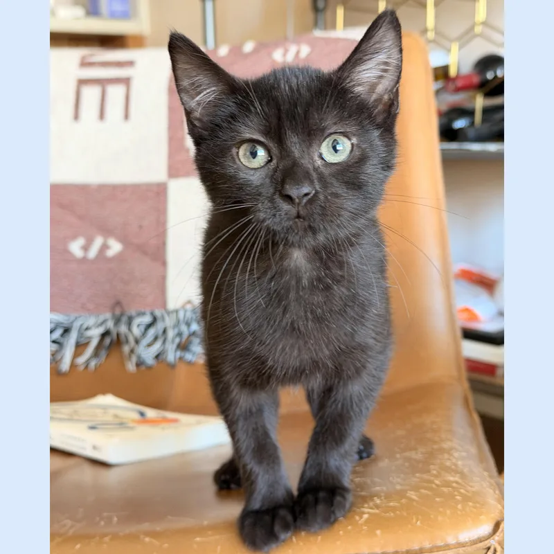 A baby medium-sized female Black Domestic Short Hair cat named Yippee for adoption in BROOKLYN, NY