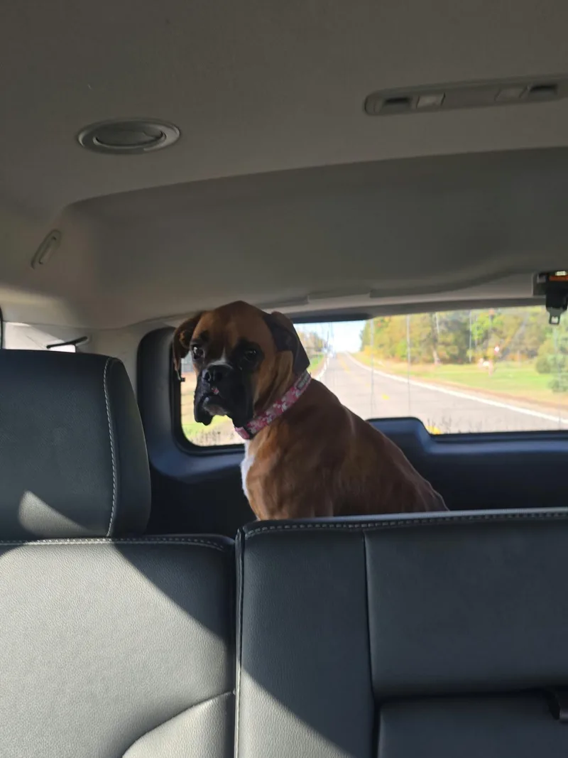 An adult medium-sized male Boxer dog named Simba for adoption in Woodbury, MN