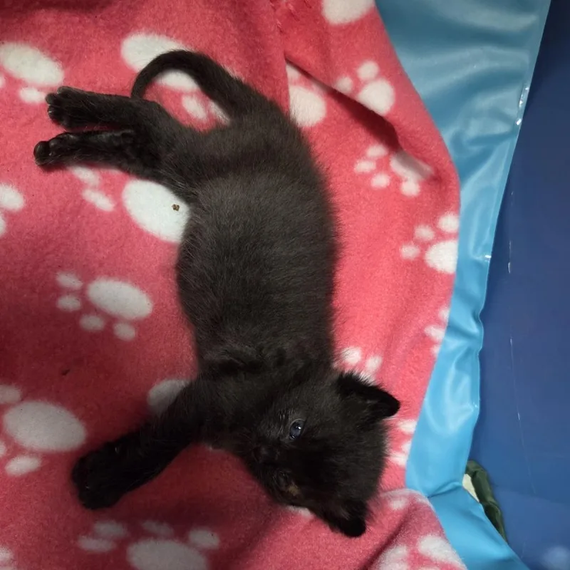 A baby small-sized male Black Domestic Short Hair cat named Gander for adoption in Branson, MO
