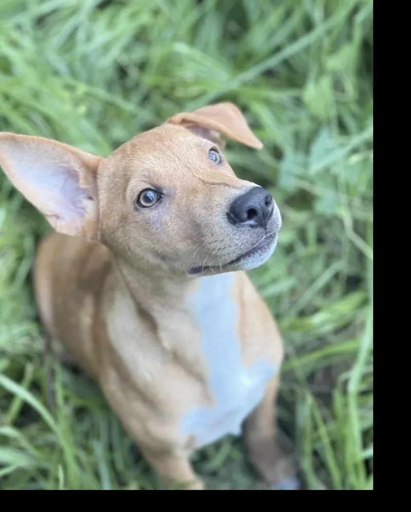 A young small-sized male Golden Jack Russell Terrier dog named Chance for adoption in Houston, TX