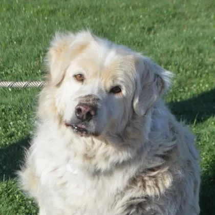 An adult large-sized male Mixed Breed dog named Biscuit+ for adoption in Elk Grove Village, IL