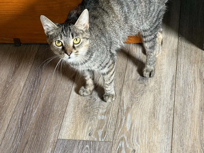 A young medium-sized female Domestic Short Hair cat named Mesa for adoption in Indianapolis, IN
