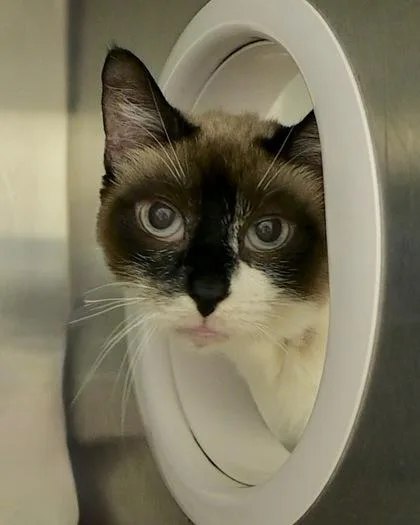 An adult small-sized female Snowshoe cat named Pandora for adoption in West Seneca, NY