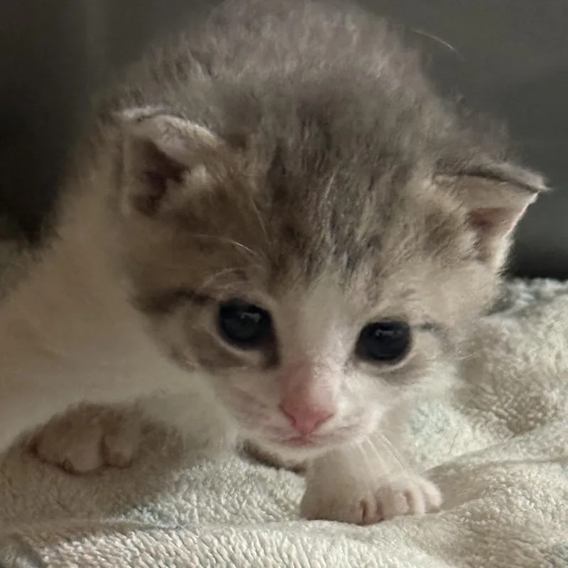 A baby small-sized female Gray / Blue / Silver Domestic Short Hair cat named Eliza for adoption in Philadelphia, PA