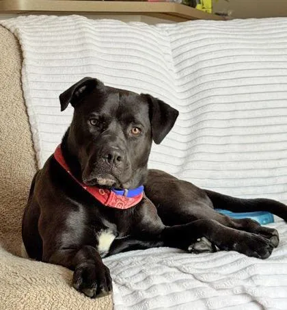 A young large-sized male Black Mixed Breed dog named Jack . for adoption in Fernandina Beach, FL