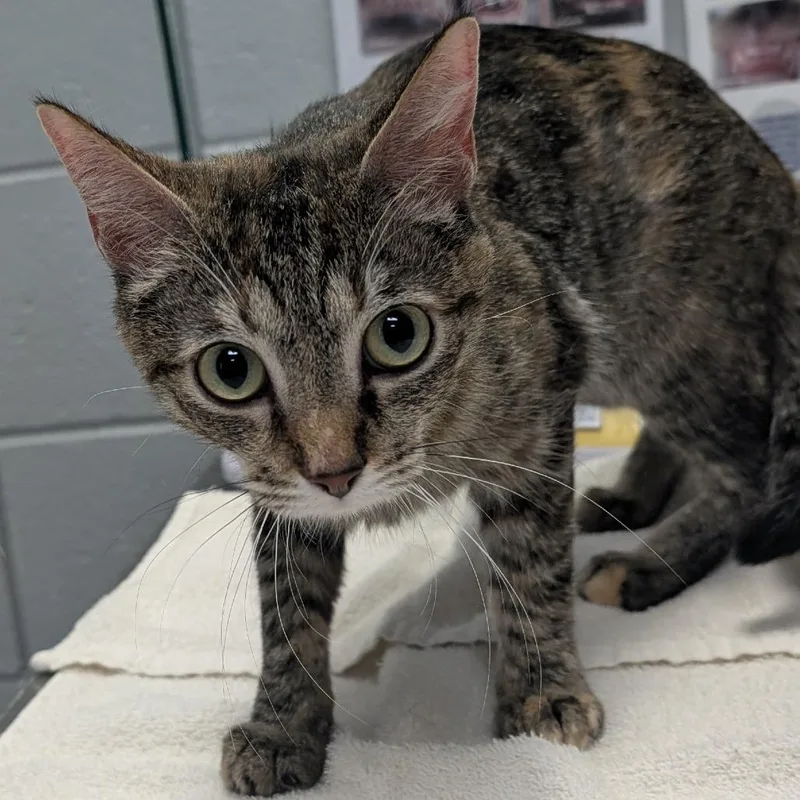 A young medium-sized female Gray / Blue / Silver Domestic Short Hair cat named Banana Split for adoption in West Olive, MI