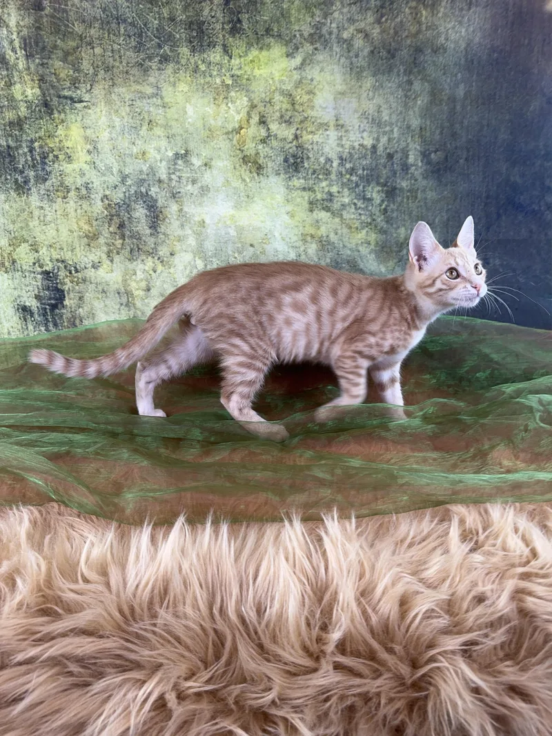 A baby small-sized male Tabby cat named William for adoption in Houston, TX