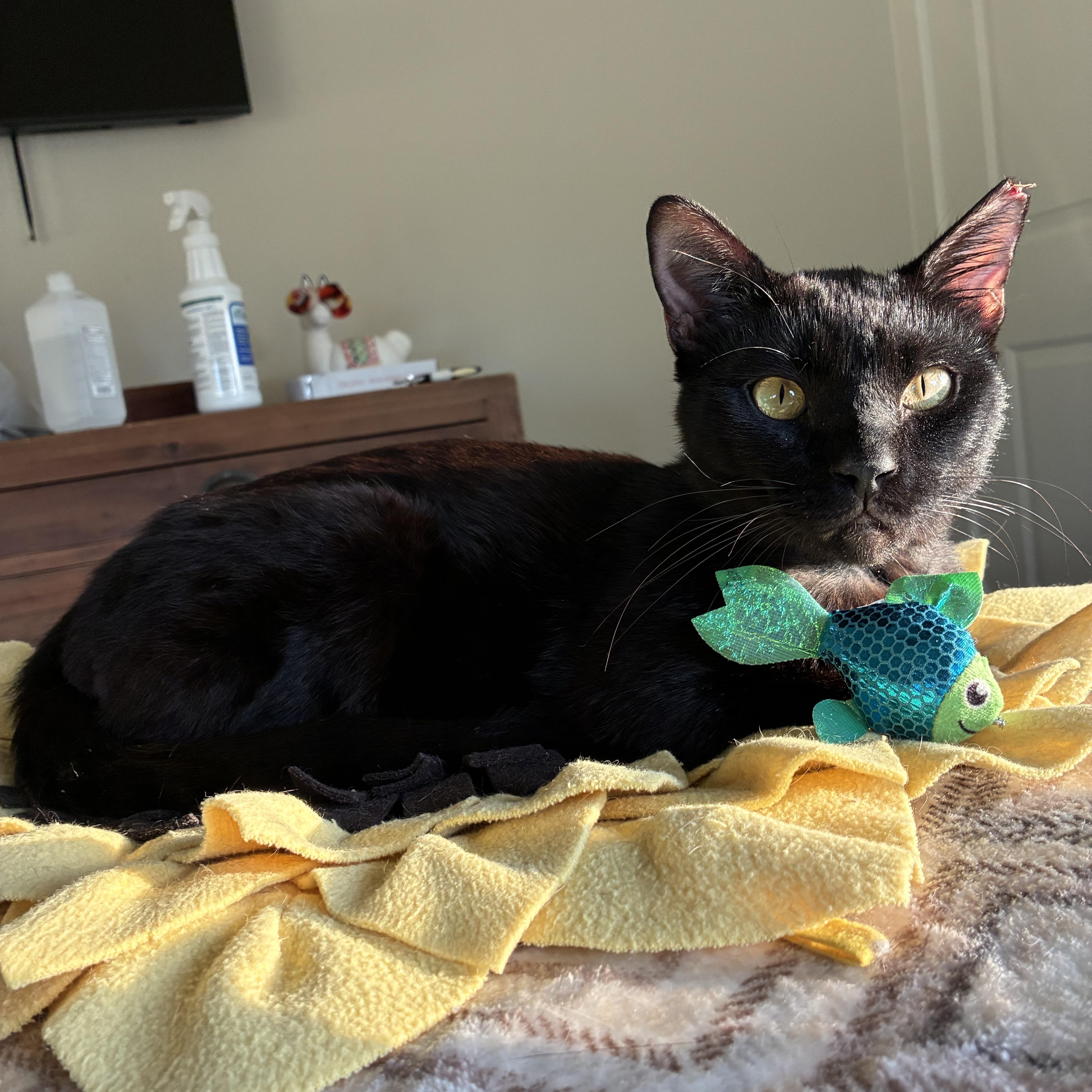 A young medium-sized male Black & White / Tuxedo American Shorthair cat named Ramen for adoption in Houston, TX