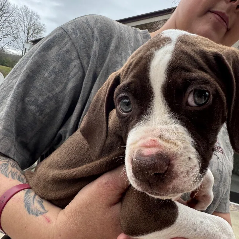A baby small-sized male Brown / Chocolate German Shorthaired Pointer dog named Huck for adoption in Blairsville, GA
