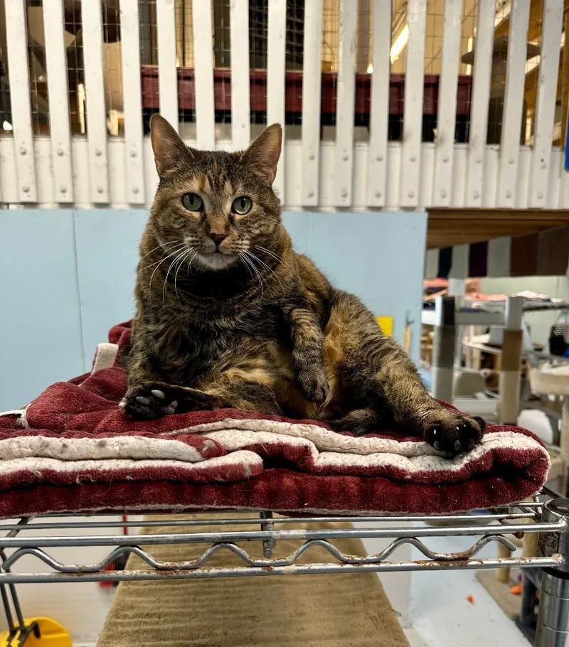 Pat! Requires An Experienced thumbnail 2