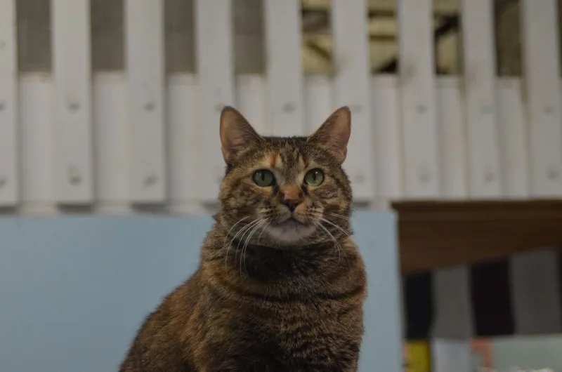 Pat! Requires An Experienced