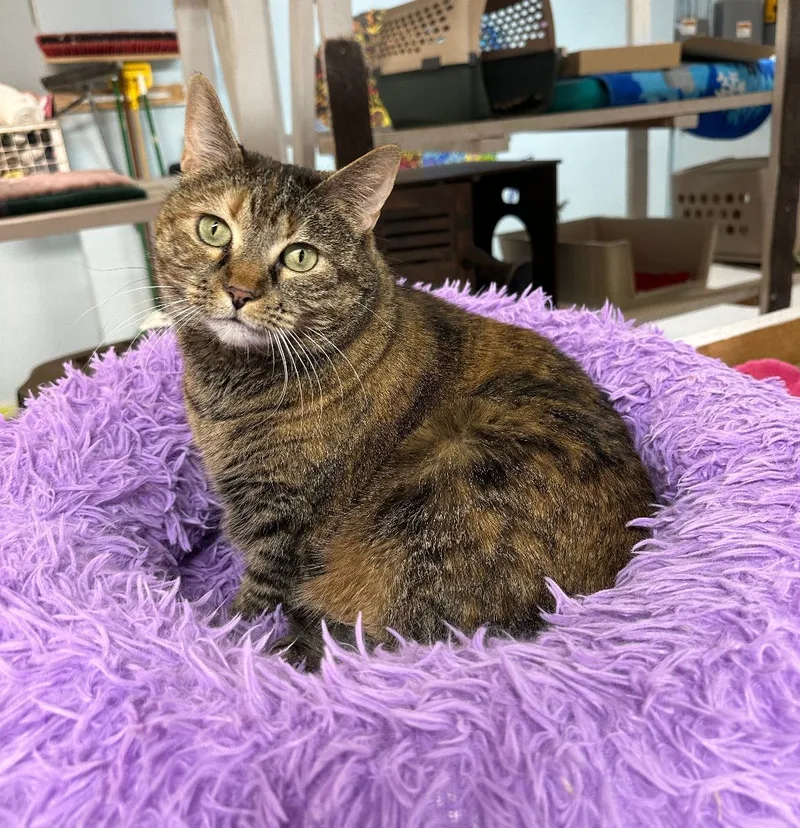 Pat! Requires An Experienced thumbnail 3