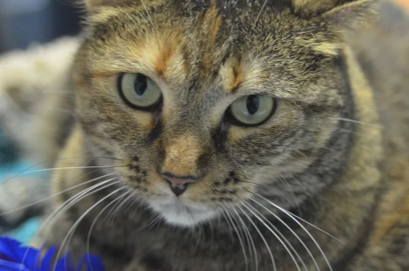 Pat! Requires An Experienced thumbnail 4