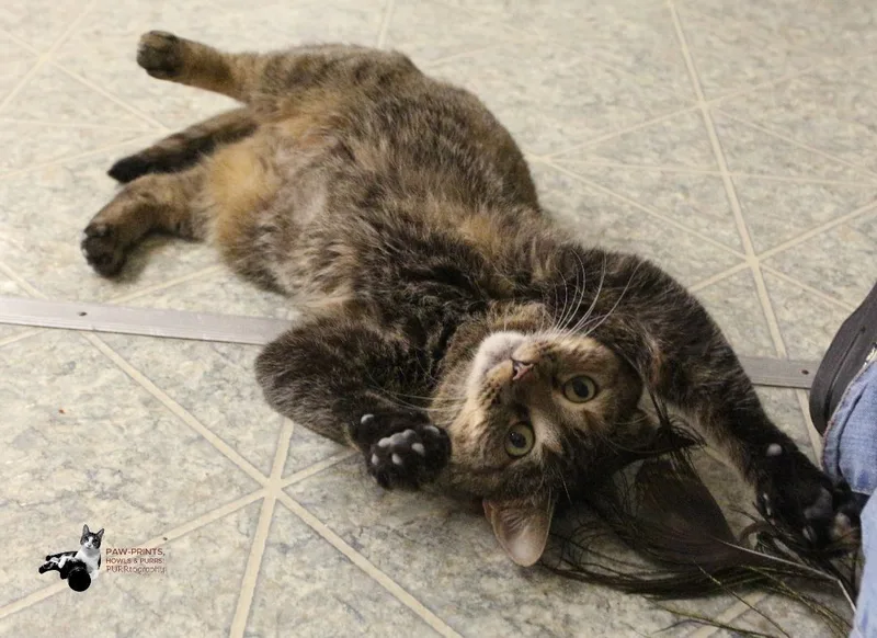 Pat! Requires An Experienced thumbnail 5