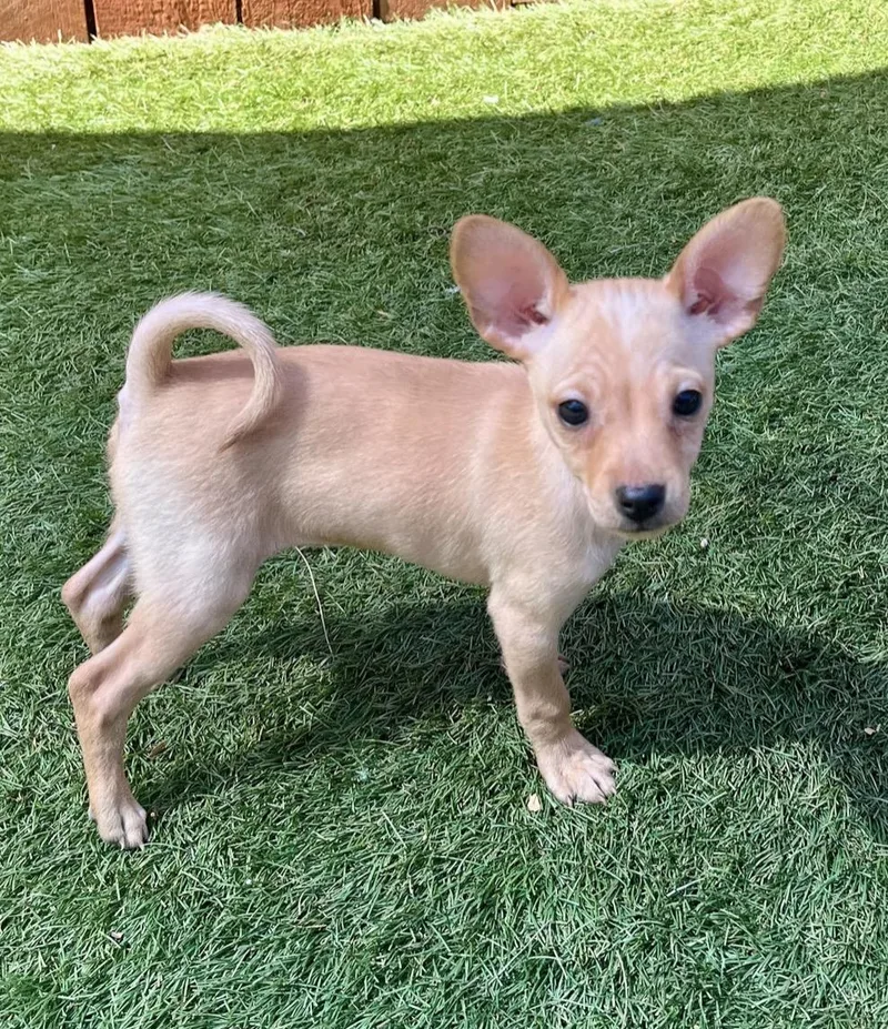 A baby small-sized female Mixed Breed dog named Queen Maryanne for adoption in El Cajon, CA