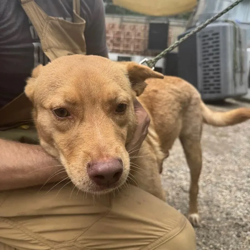 A young medium-sized male Apricot / Beige Golden Retriever dog named Little Dude for adoption in Austin, TX