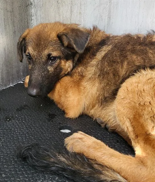 A baby medium-sized male German Shepherd Dog dog named Charlie for adoption in San Antonio, TX