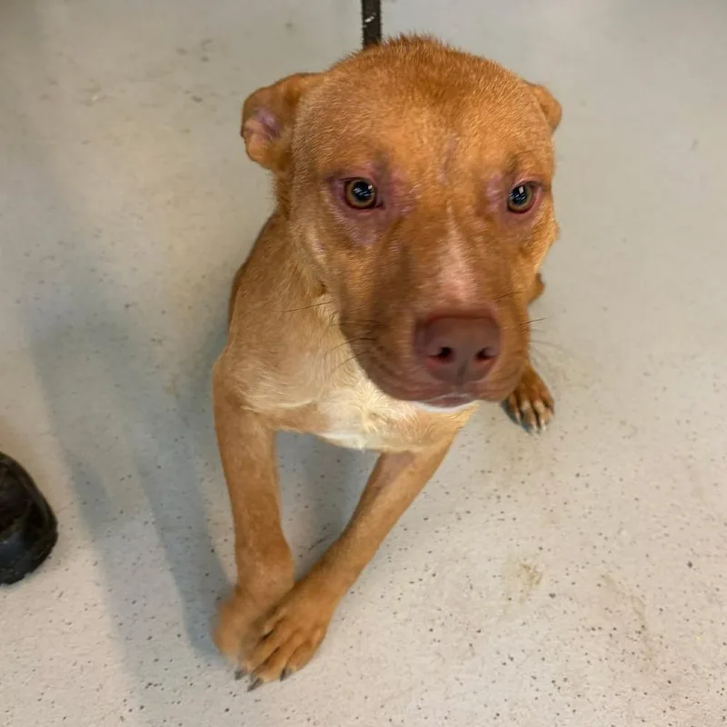 A young medium-sized male Red / Chestnut / Orange Mixed Breed dog named Pinky for adoption in Huntington, WV