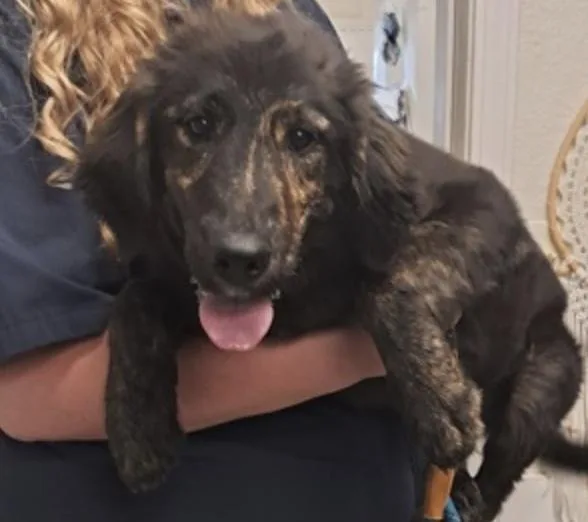 A baby medium-sized male Collie dog named Marlow for adoption in Hollister, MO