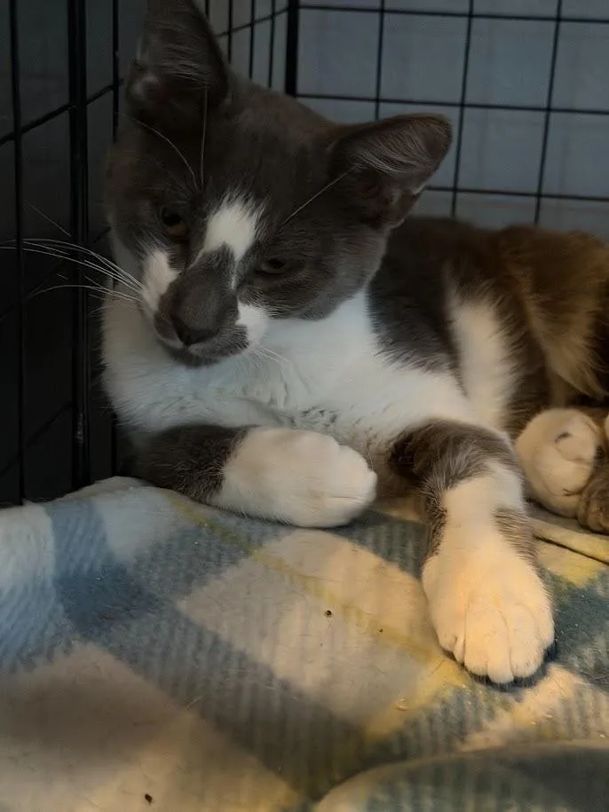 A young medium-sized male Gray & White Domestic Short Hair cat named Randy for adoption in Deland, FL