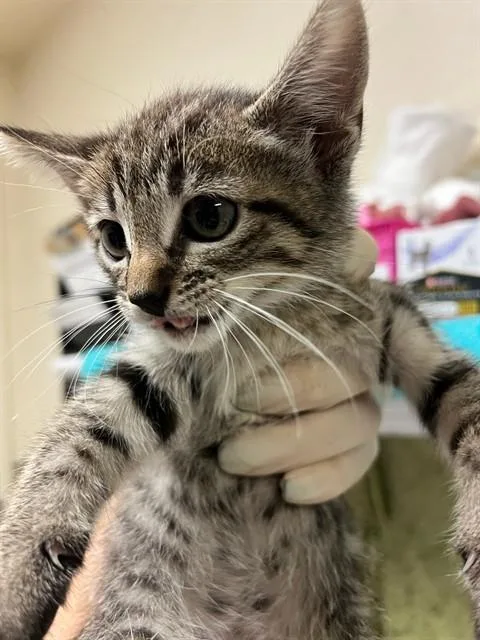 A baby small-sized female Domestic Medium Hair cat named Tulip for adoption in Riverside, CA
