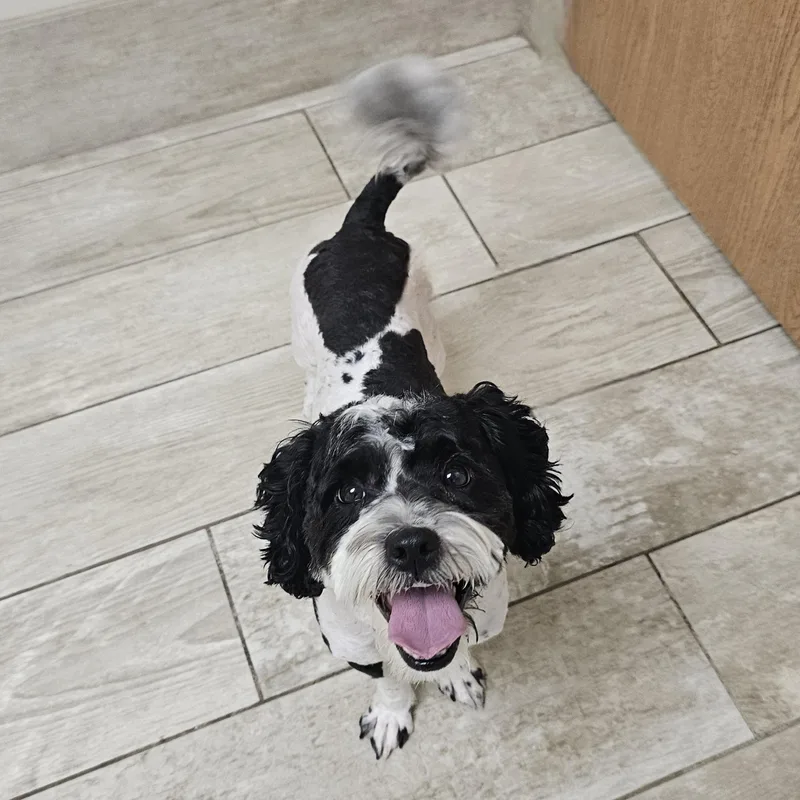 Bentley