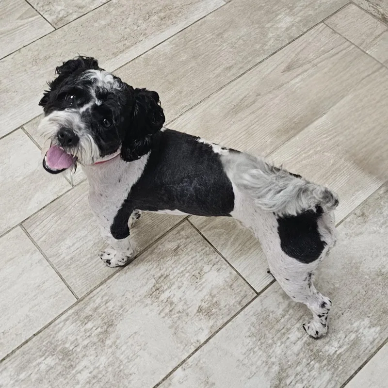 Bentley thumbnail 2