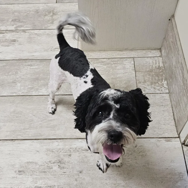 Bentley thumbnail 6