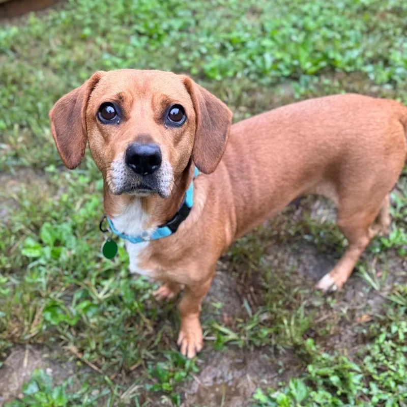 An adult medium-sized female Red / Chestnut / Orange Mixed Breed dog named Merrythought for adoption in Fredericksburg, VA