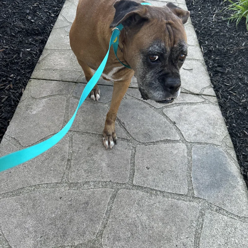Daisey