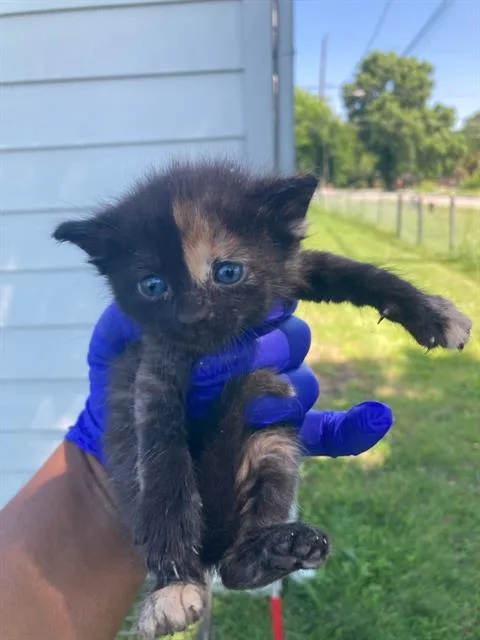 A baby small-sized female Domestic Short Hair cat named Heather for adoption in Dallas, TX