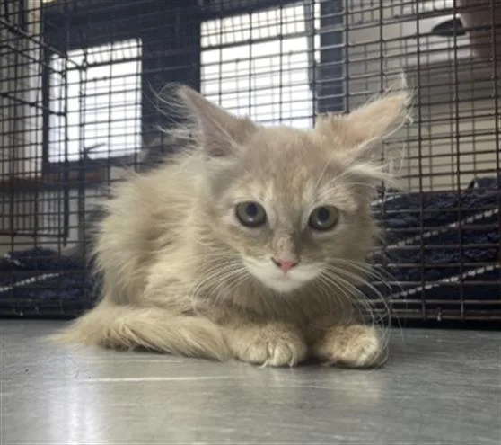 A baby small-sized male Domestic Long Hair cat named Orange for adoption in Redlands, CA